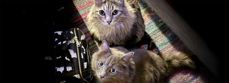 I Finally Did It: Awesome Cat Sitter Is Officially Open for Business!