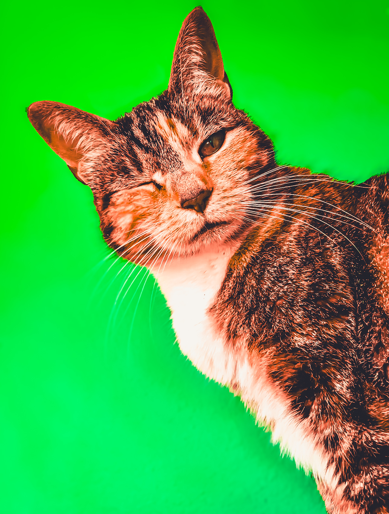 Awesome Cat Sitter - Your Dallas/Fort Worth Cat Sitter